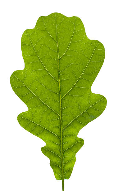 liście dębu, na białym tle. - spring oak tree leaf oak leaf zdjęcia i obrazy z banku zdjęć