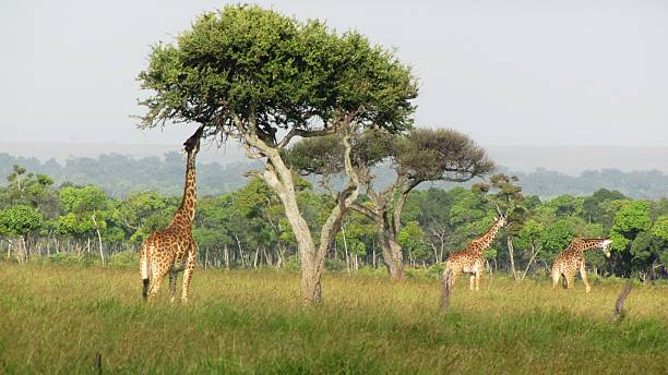 Masai Giraffes in savannah, Masai Mara, Kenia with umbrella thorn acacia stock photo