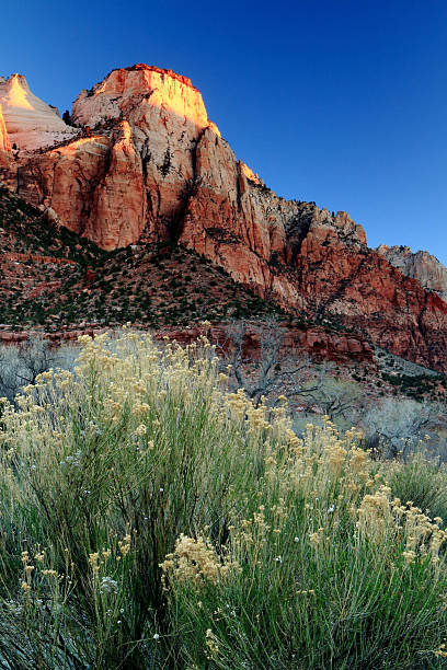 istock Morning at Zion National Park 479354975