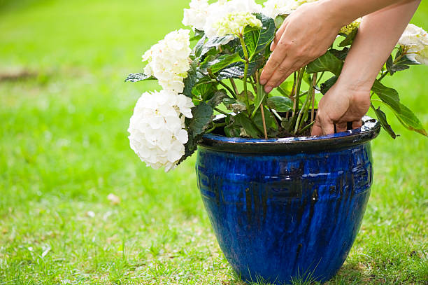 planter au printemps - gardening vegetable garden action planting photos et images de collection