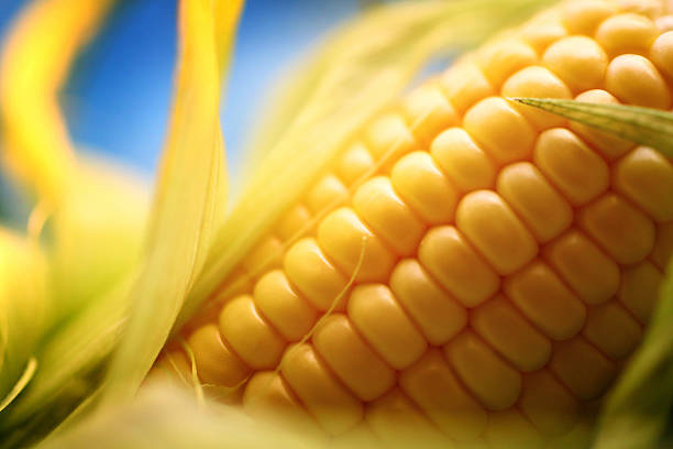 Corn on the cob, closeup. Closeup of ripe sweetcorn on the cob. It's partially wrapped in husk that would go dry in couple of days. Shot over blue background. corn photos stock pictures, royalty-free photos & images