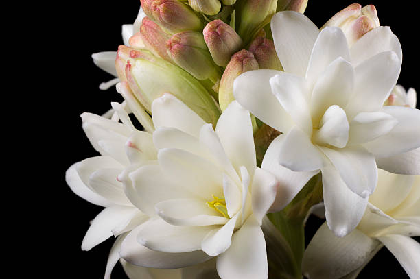 istock Indian Tuberose closeup side profile 479356381