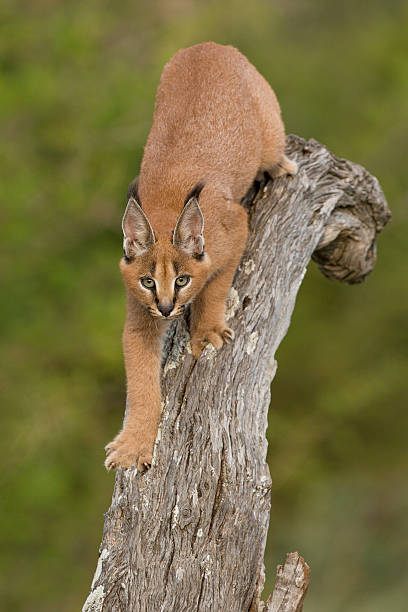 istock Caracal (Felis caracal) walking down tree  South Africa 479356425