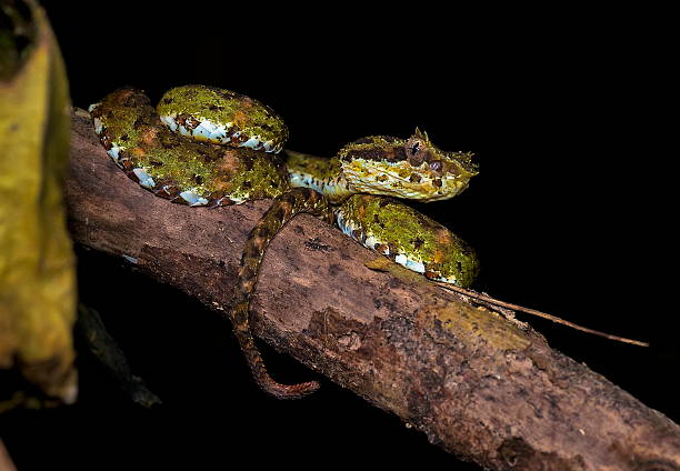 아이래쉬바이퍼 - eyelash viper 뉴스 사진 이미지