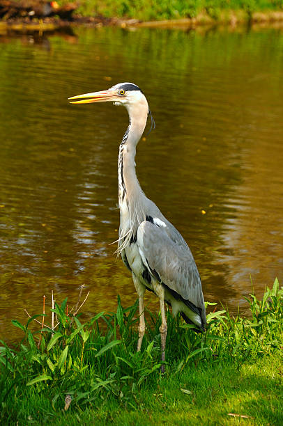 istock Great blue standing and eating heron in the park 479357702