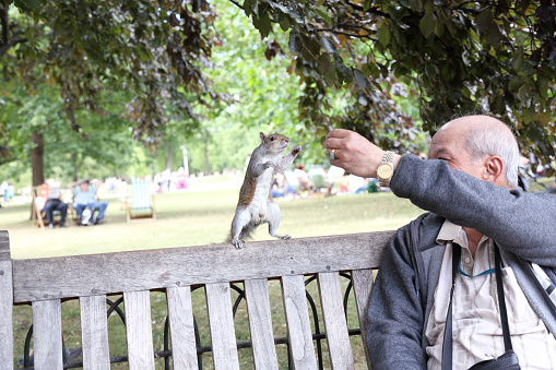 London, England - June 27, 2015: The older man feeds a squirrel in St. James Park in London, England.