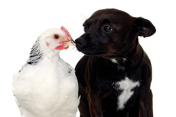 istock Puppy dog and chicken 479358873