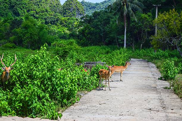 istock Siamese Eld's deers on Cat Ba, Hai Phong, Viet Nam 479360424