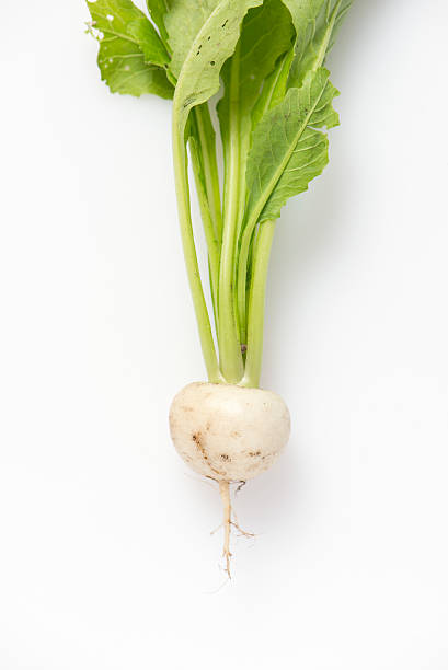 istock organic, farm grown turnip on white 479360598
