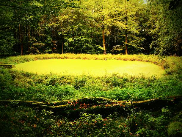 Swamp in forest. Fresh spring green color. Bended branches above water, reflection in water level.