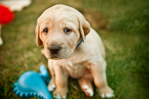 A small puppy looks sad as he sits with his blue toy