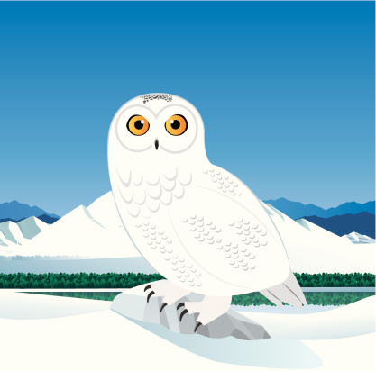 Vector Snowy Owl