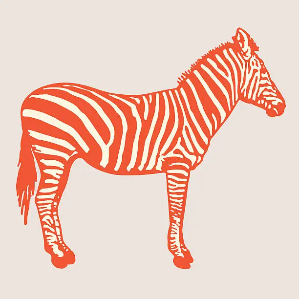 Vector illustration of Zebra