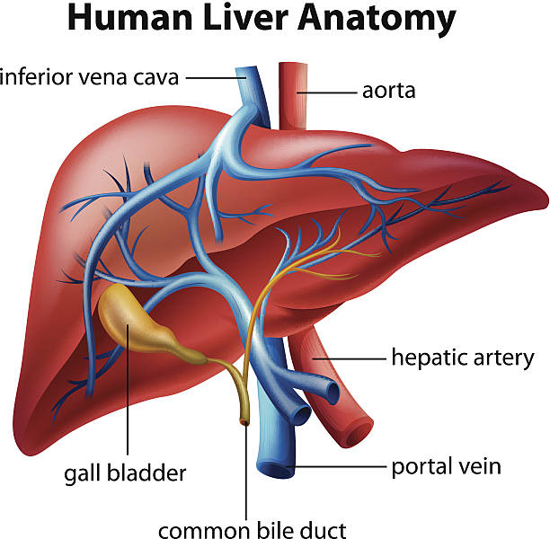 анатомия человеческой печени - animal vein stock illustrations