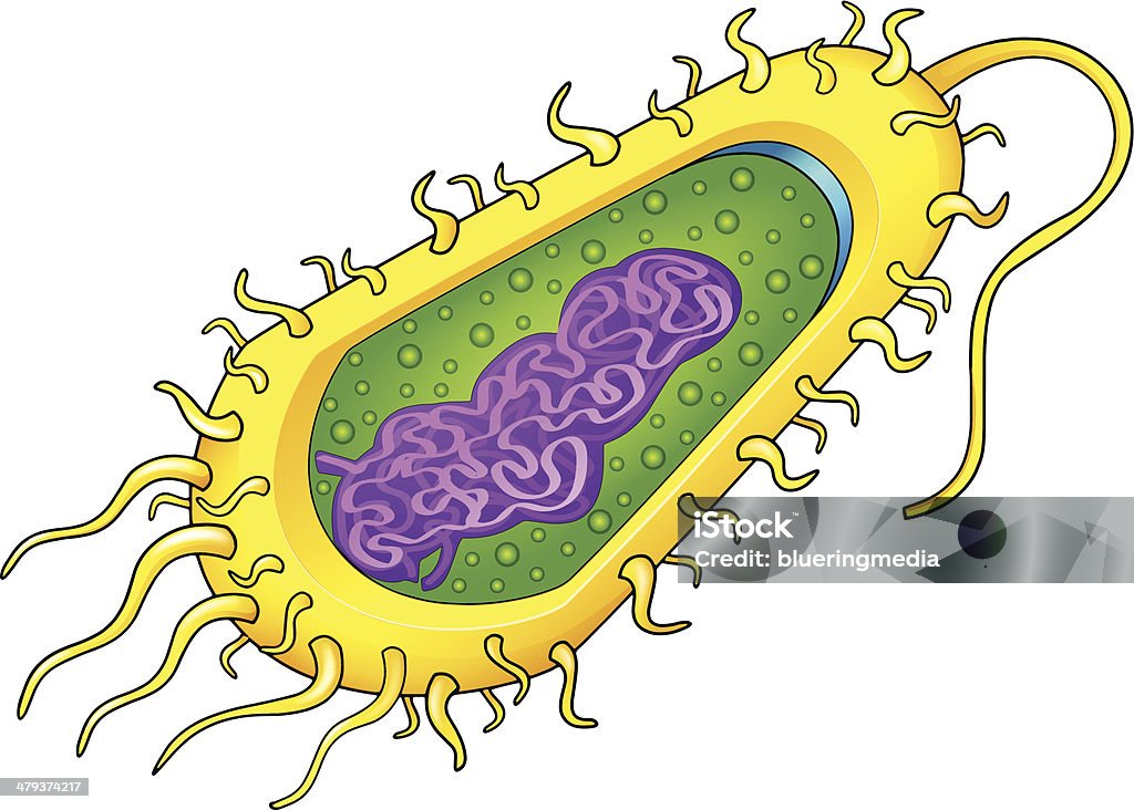 Células de bacterias - arte vectorial de Anatomía libre de derechos