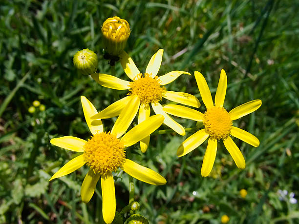 Three Flowers Golden Ragwort