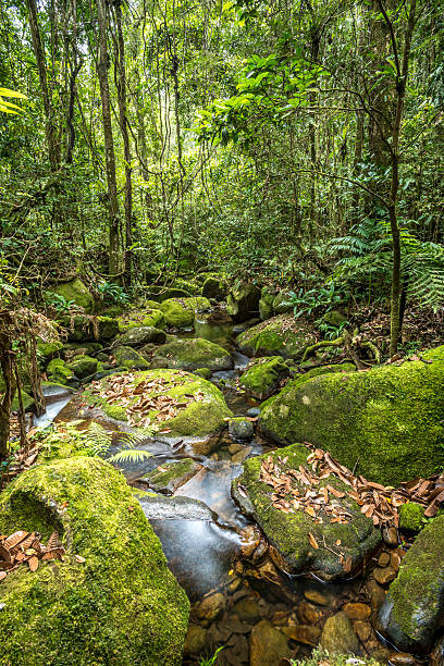 istock Scenic creekin the jungle 479378702