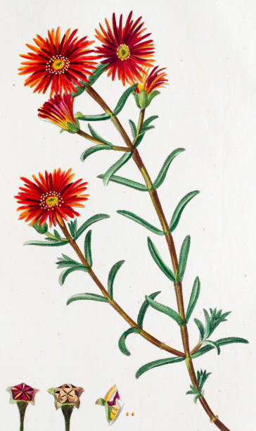 mesembryanthemum antique botanical engraving - buz çiçeği stock illustrations