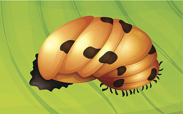 Ladybug life cycle Illustration of a ladybug life cycle - pupa stage seven spot ladybird stock illustrations