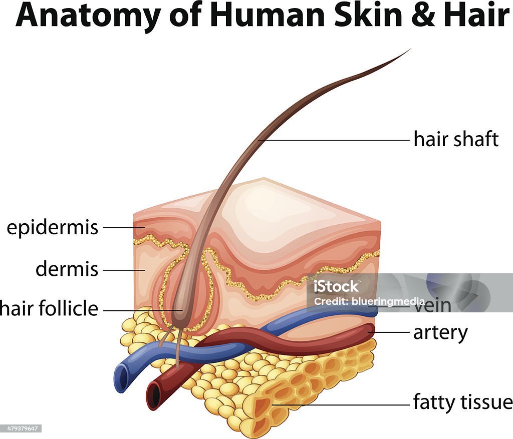 Anatomía humana de la piel y el cabello - arte vectorial de Anatomía libre de derechos