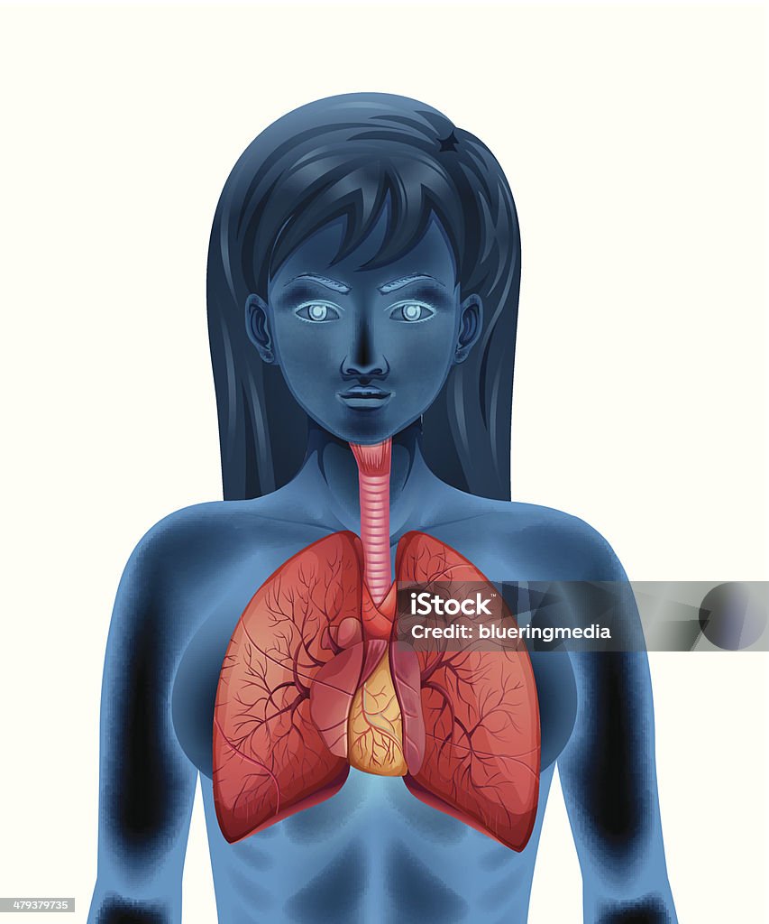 Sistema respiratório humano - Vetor de Anatomia royalty-free