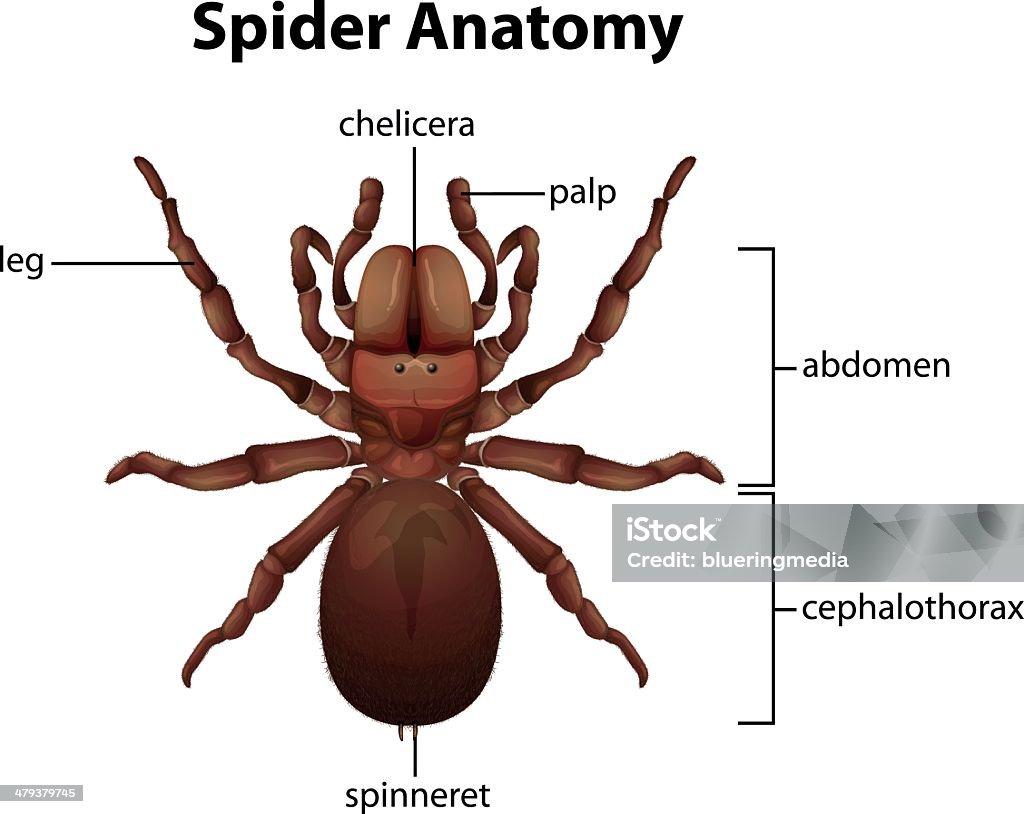 Spider Anatomia - Grafika wektorowa royalty-free (Anatomia człowieka)