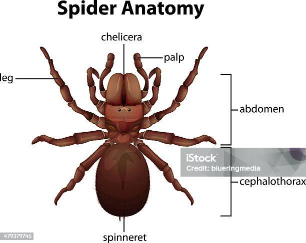 Spider Anatomia - Stockowe grafiki wektorowe i więcej obrazów Anatomia człowieka - Anatomia człowieka, Grafika wektorowa, Pająk