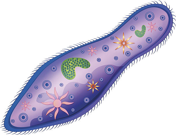 Paramecium Illustration of the paramecium ciliophora stock illustrations