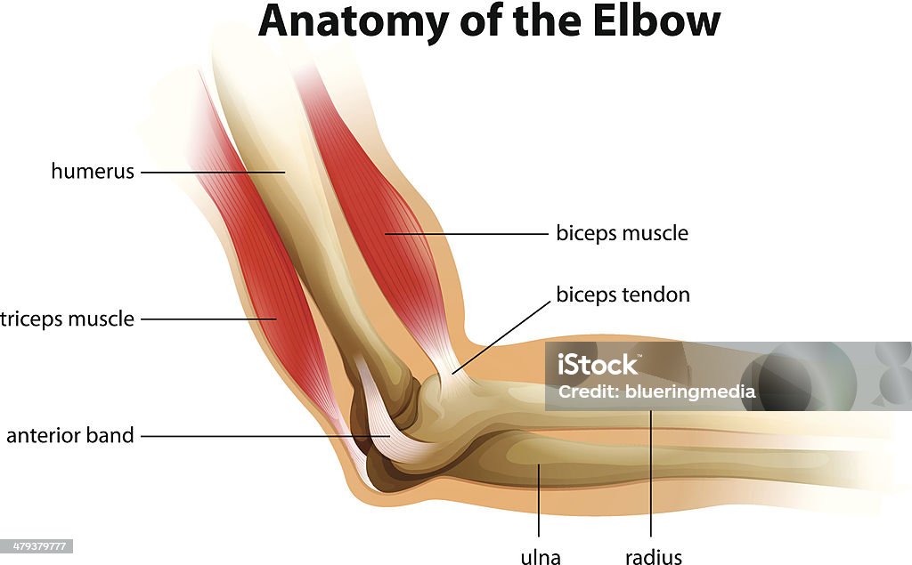 Anatomie de l'homme coude - clipart vectoriel de Biceps libre de droits