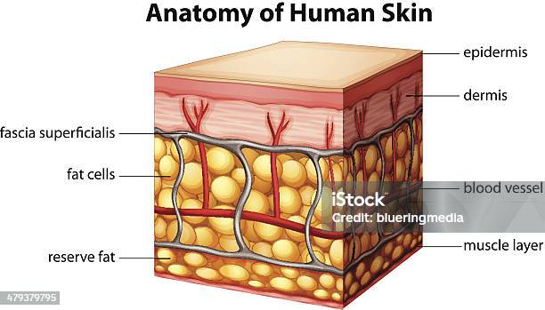 Anatomia Da Pele Humana - Arte vetorial de stock e mais imagens de Corte Transversal - Corte Transversal, Anatomia, Cama