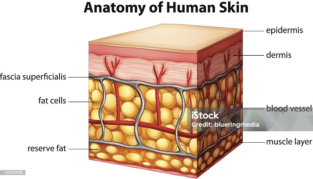 Human skin anatomy Illustration of human skin anatomy Cross Section stock vector