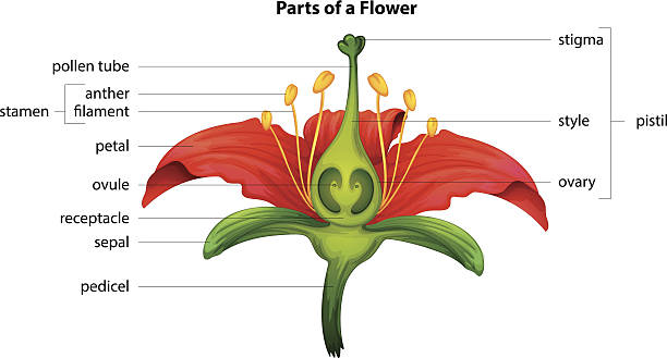 Parts of a flower Illustration showing the parts of a flower flowering plant stock illustrations