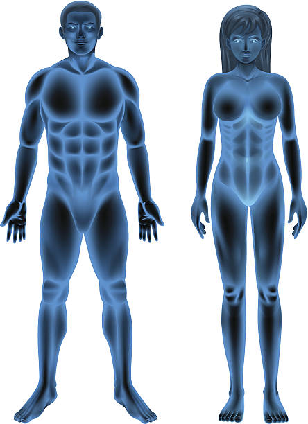 istock Male and female human body 479379805