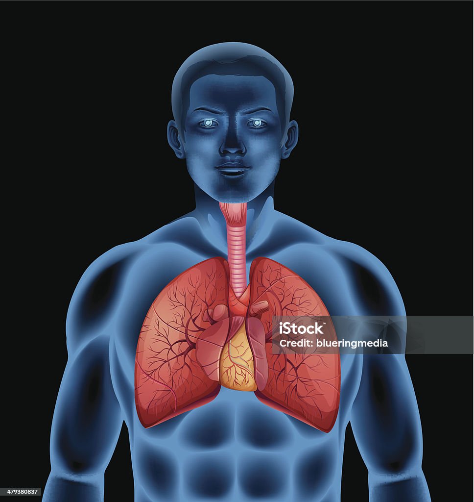 Sistema respiratório humano - Vetor de Anatomia royalty-free