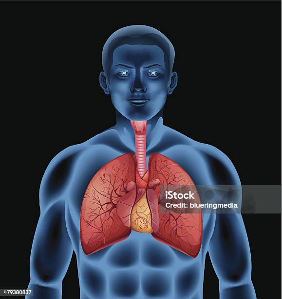 Vetores de Sistema Respiratório Humano e mais imagens de Anatomia - Anatomia, Biologia, Brônquio - Traqueia