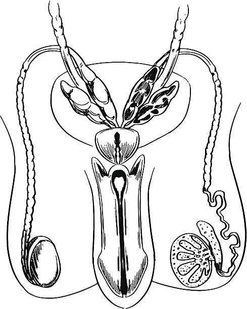 репродуктивная система самцов - головка пениса иллюстрации stock illustrations