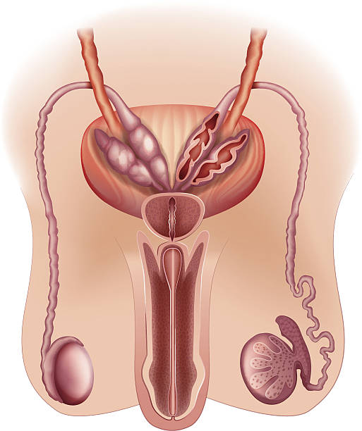male reproductive system Diagram of the male reproductive system male reproductive system cross section stock illustrations