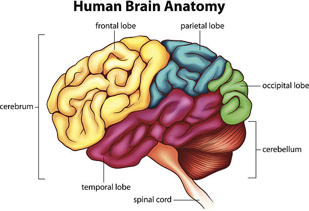 The human brain An illustration of the human brain regions of the brain stock illustrations
