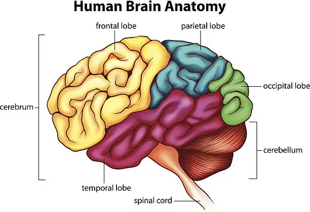 Vector illustration of The human brain