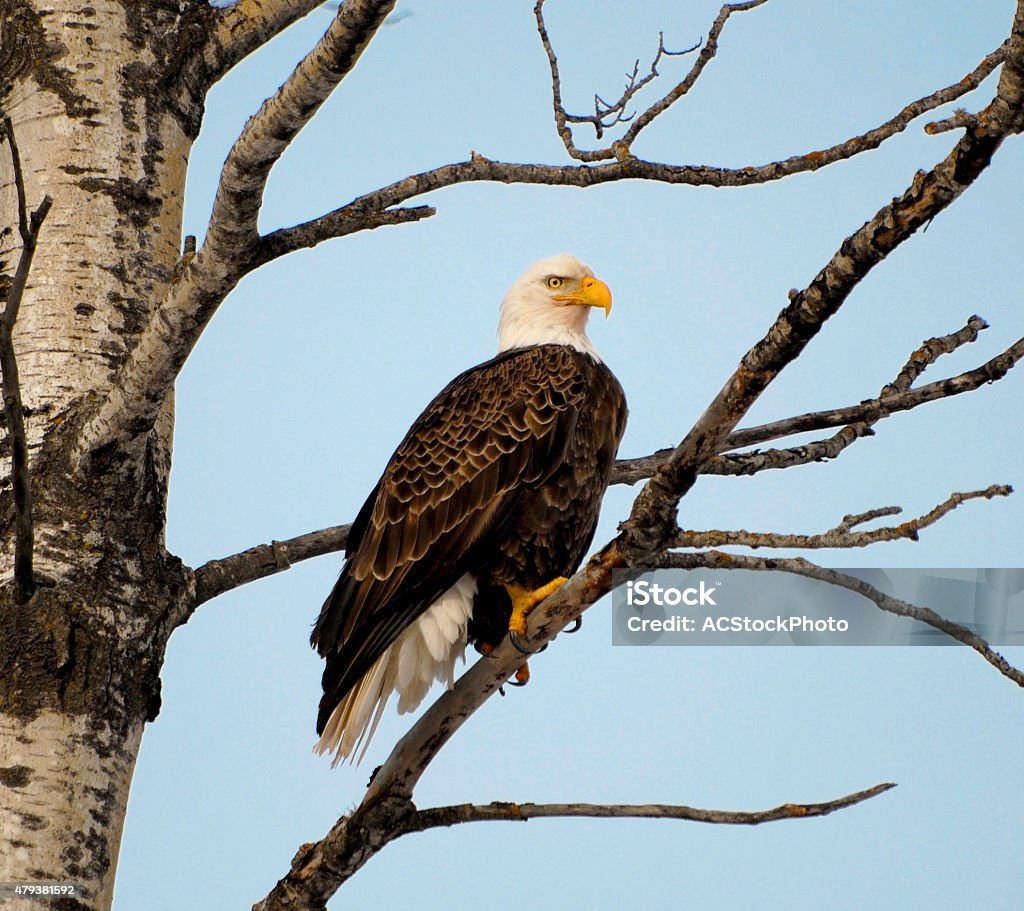 Eagle Tree Bald Eagle In A Tree Stock Photo - Download Image Now - 2015, Bald ...