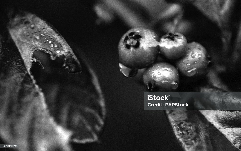 Plant Close up Art Stock Photo