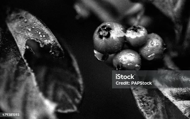 Plant Close Up Stock Photo - Download Image Now - Art, Art And Craft, Beauty In Nature