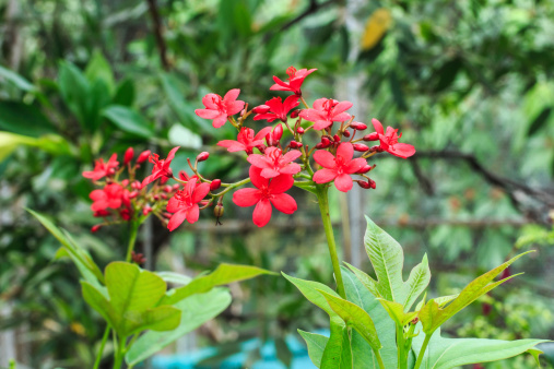 Red Spicy Jatropha Flowers.