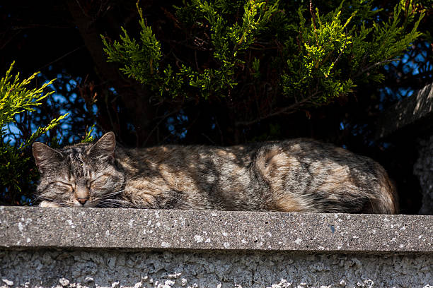 let sleeping cats lie stock photo