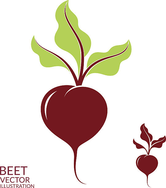 illustrations, cliparts, dessins animés et icônes de betterave - beet common beet isolated sugar beet