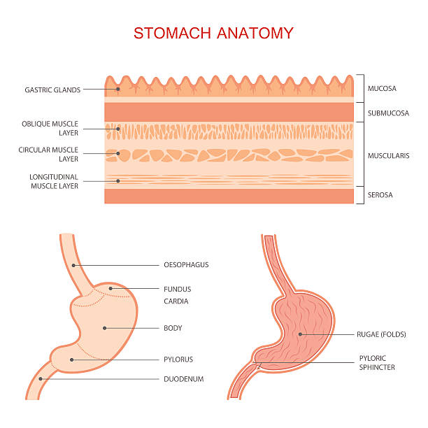 human stomach anatomy human stomach anatomy, gastric digestive system, medical illustration human duodenum stock illustrations