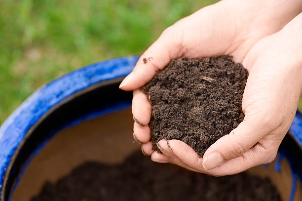 istock Gardener hands and flower soil 479382139