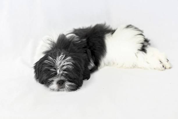 istock Little black shih tzu puppy sleeping 479382264