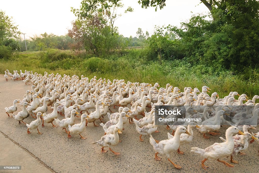 Family of ducks walking a straight line Activity Stock Photo