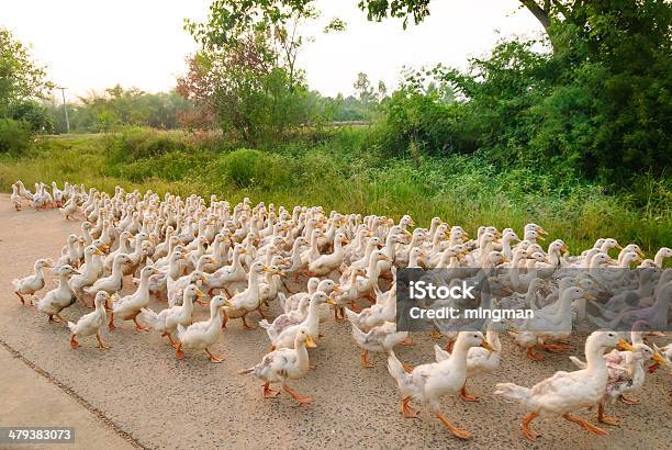 Family Of Ducks Walking A Straight Line Stock Photo - Download Image Now - Activity, Animal, Animal Family